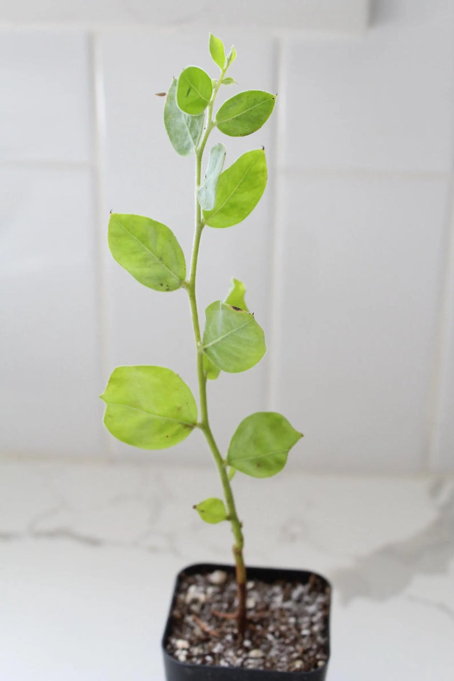 Pearl Acacia Sapling Plant – Yellow Flower Sage Bonsai Starter Tree