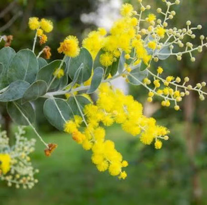 Pearl Acacia Sapling Plant – Yellow Flower Sage Bonsai Starter Tree