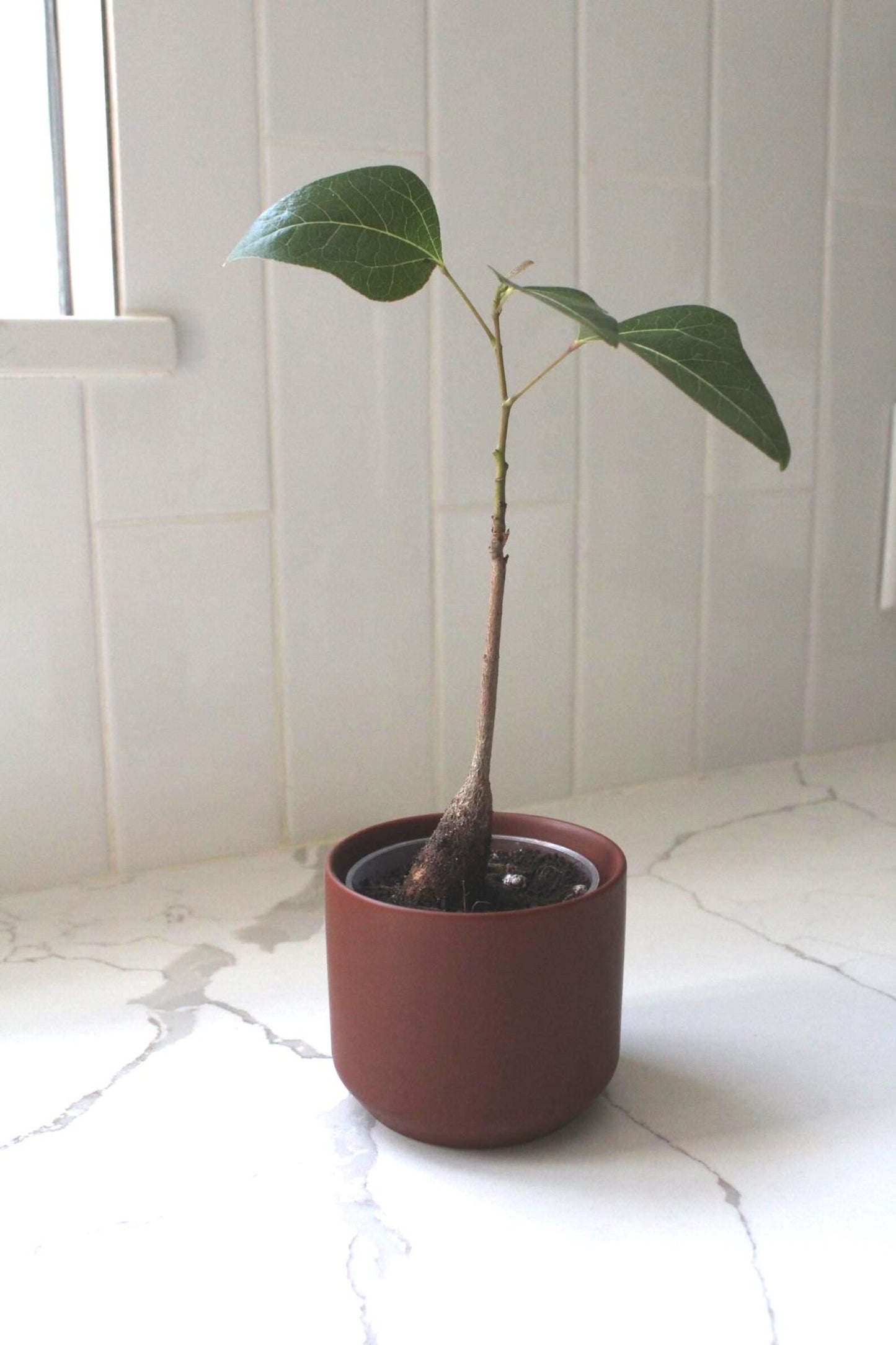 Mini Brown Bonsai Planter – Small Matte Ceramic Pot for Houseplants