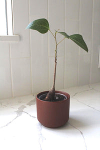 Mini Brown Bonsai Planter – Small Matte Ceramic Pot for Houseplants