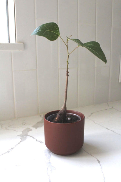 Mini Brown Bonsai Planter – Small Matte Ceramic Pot for Houseplants