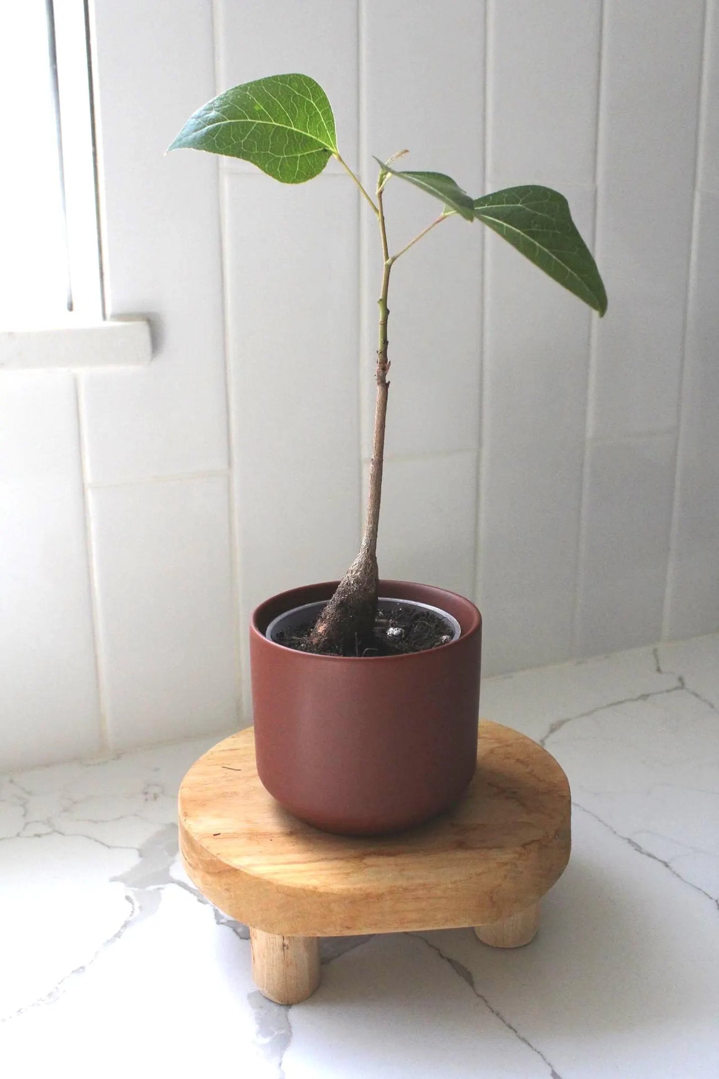 Mini Brown Bonsai Planter – Small Matte Ceramic Pot for Houseplants