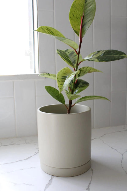 Ivory Modern Pot – Minimal Matte Planter with Saucer