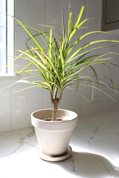 Dracaena Lemon Lime Dragon Tree – Easy Care Indoor Plant