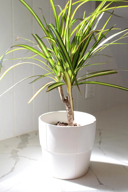 Dracaena Lemon Lime Dragon Tree – Easy Care Indoor Plant
