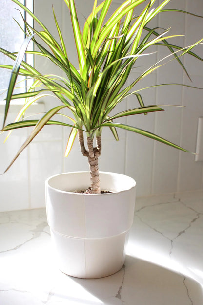 Dracaena Lemon Lime Dragon Tree – Easy Care Indoor Plant