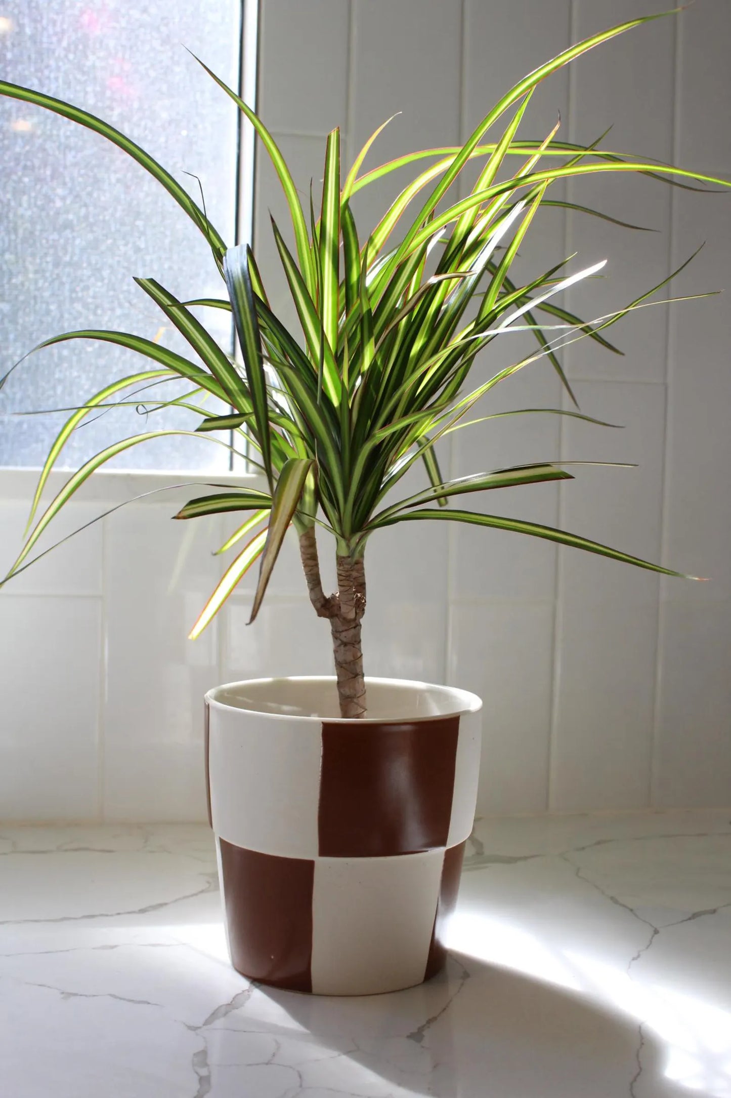 Dracaena Lemon Lime Dragon Tree – Easy Care Indoor Plant