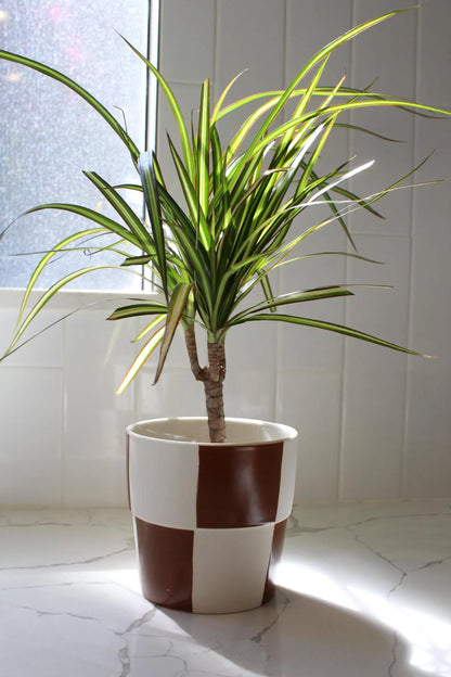 Dracaena Lemon Lime Dragon Tree – Easy Care Indoor Plant