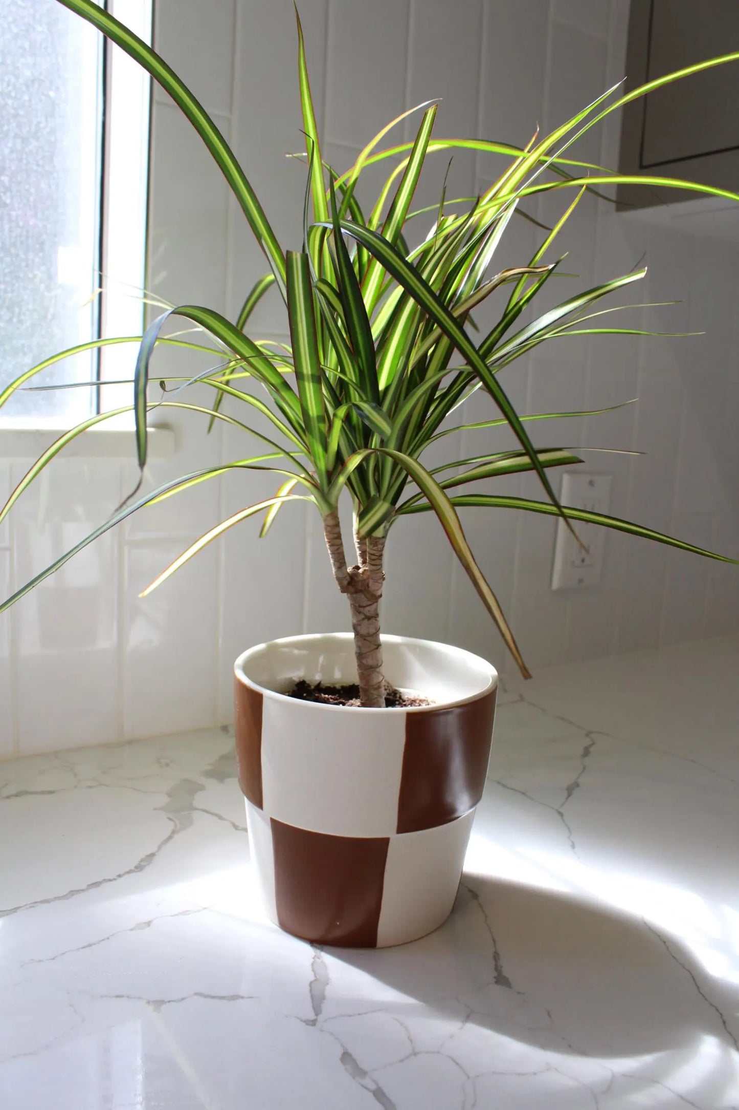 Dracaena Lemon Lime Dragon Tree – Easy Care Indoor Plant