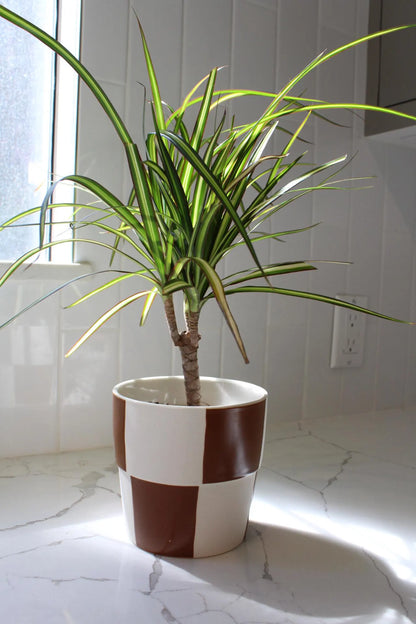 Dracaena Lemon Lime Dragon Tree – Easy Care Indoor Plant
