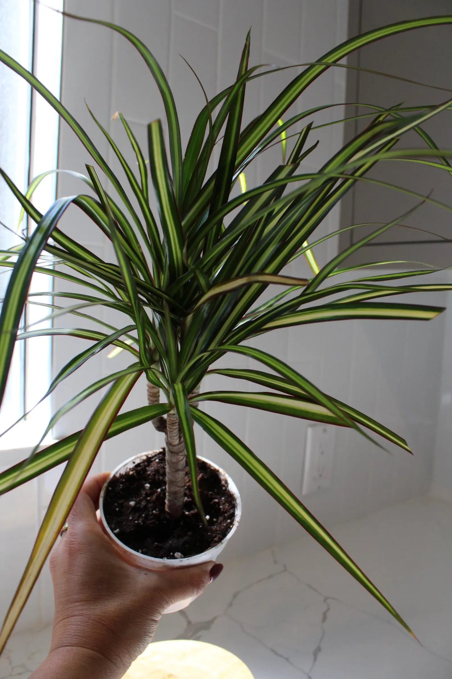 Dracaena Lemon Lime Dragon Tree – Easy Care Indoor Plant