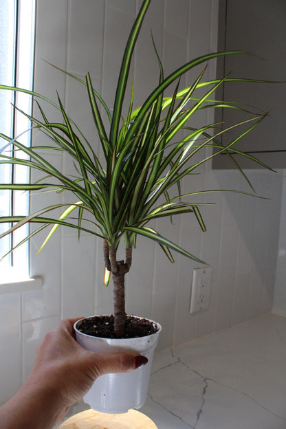 Dracaena Lemon Lime Dragon Tree – Easy Care Indoor Plant