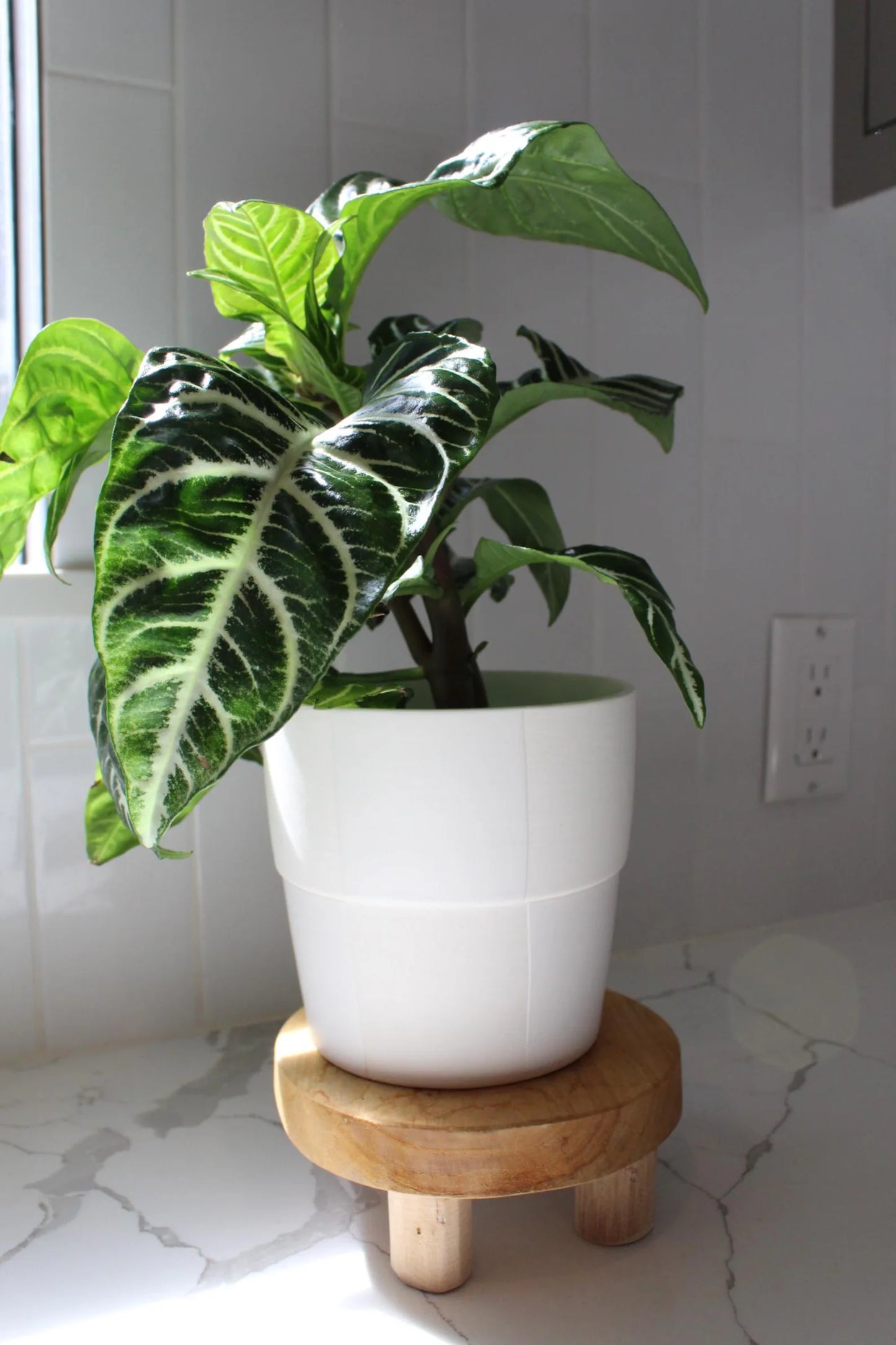Zebra Plant – Tropical Indoor Air-Purifying Houseplant
