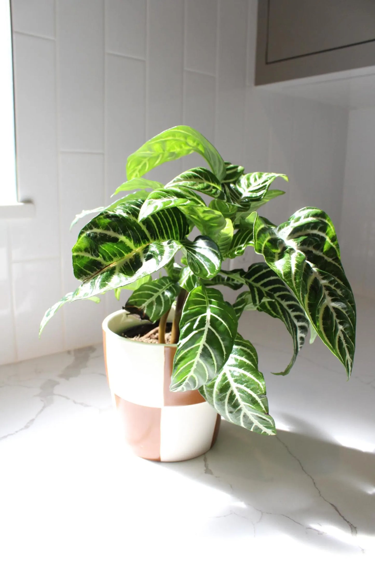 Zebra Plant – Tropical Indoor Air-Purifying Houseplant