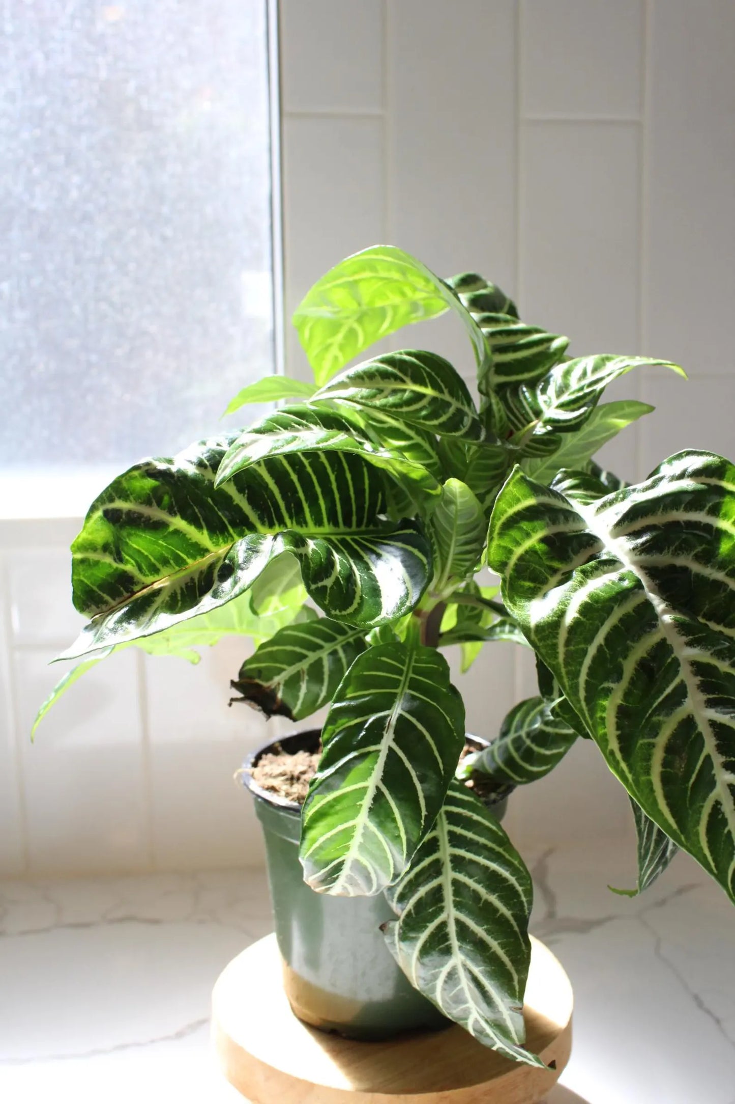 Zebra Plant – Tropical Indoor Air-Purifying Houseplant