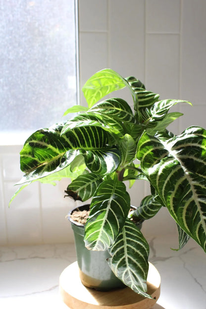 Zebra Plant – Tropical Indoor Air-Purifying Houseplant