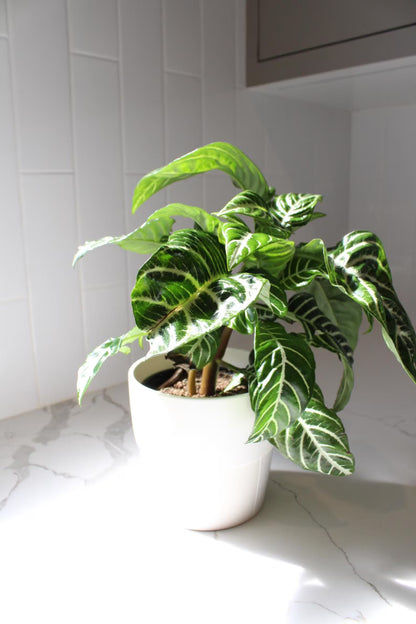 Zebra Plant – Tropical Indoor Air-Purifying Houseplant