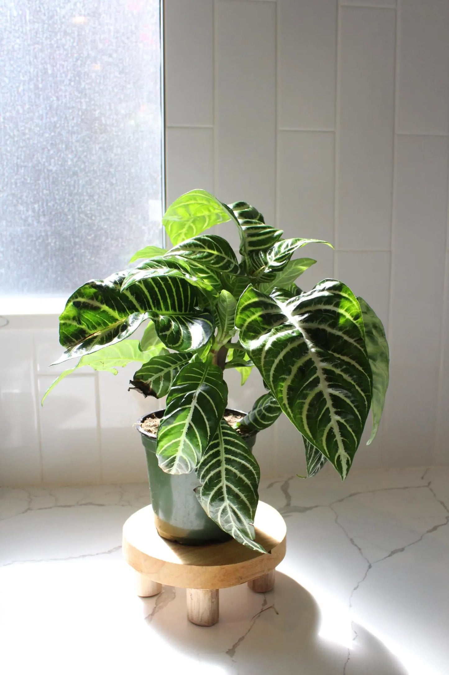 Zebra Plant – Tropical Indoor Air-Purifying Houseplant