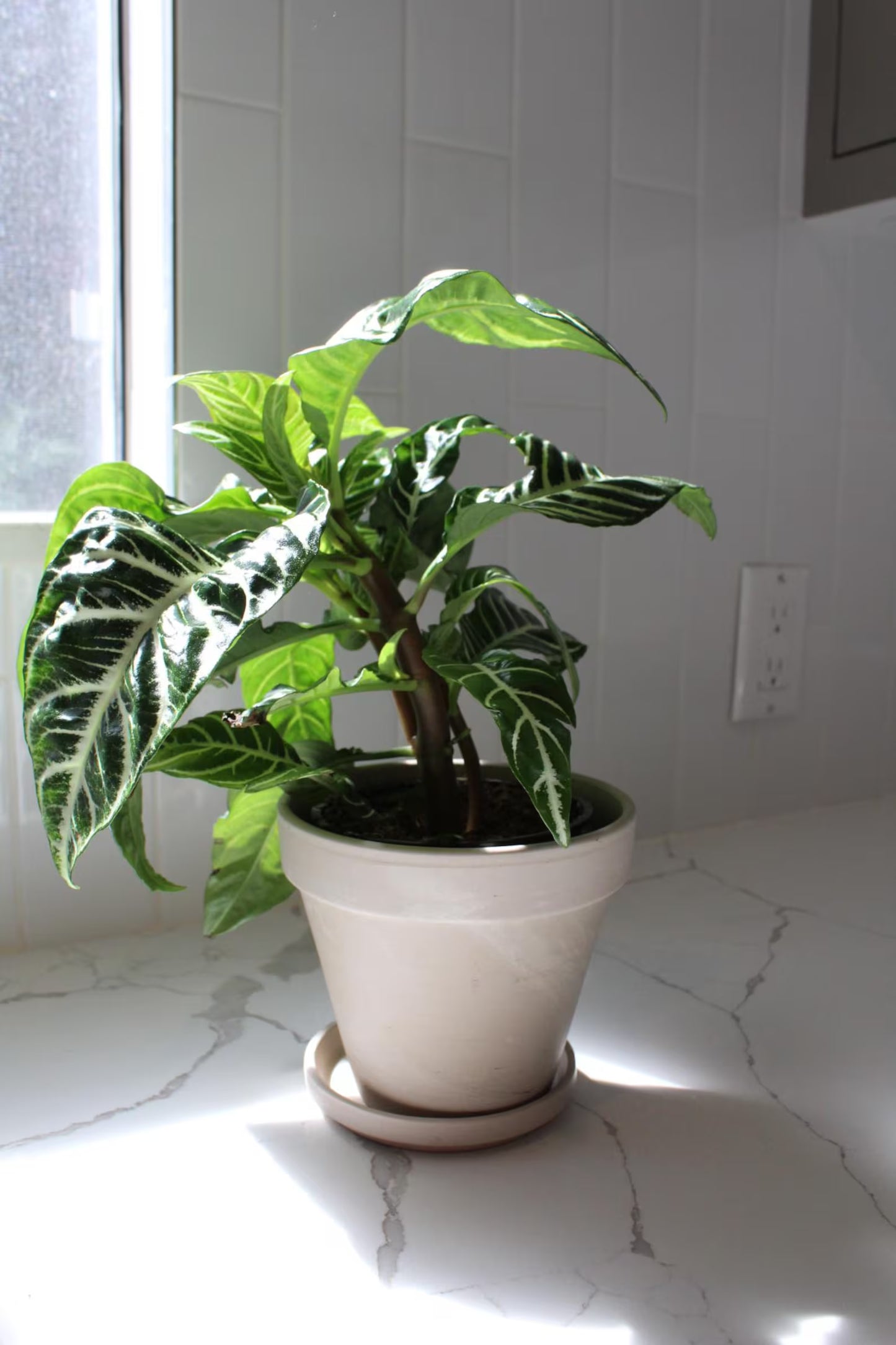 Zebra Plant – Tropical Indoor Air-Purifying Houseplant