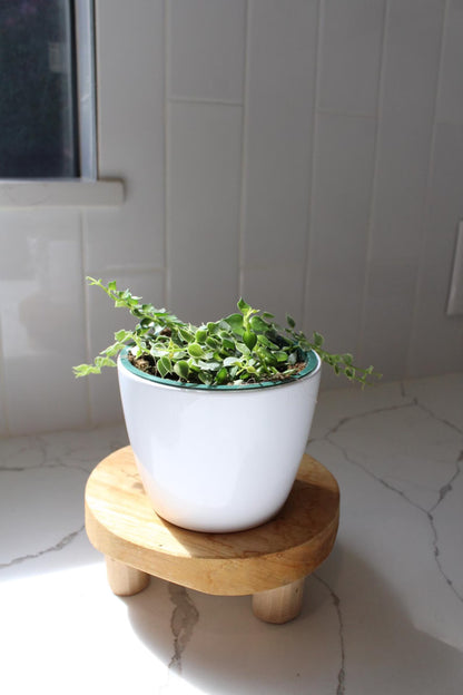 Variegated Million Hearts – Trailing Indoor Succulent Vine