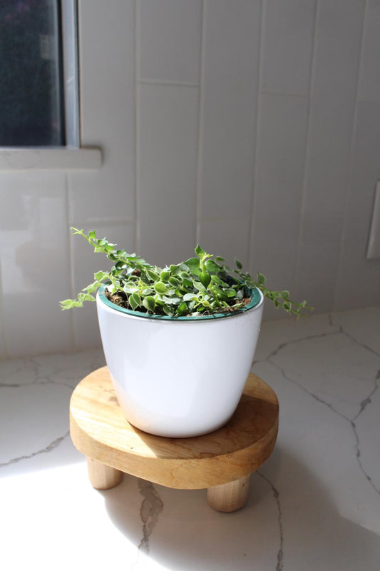 Variegated Million Hearts – Trailing Indoor Succulent Vine