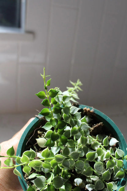 Variegated Million Hearts – Trailing Indoor Succulent Vine