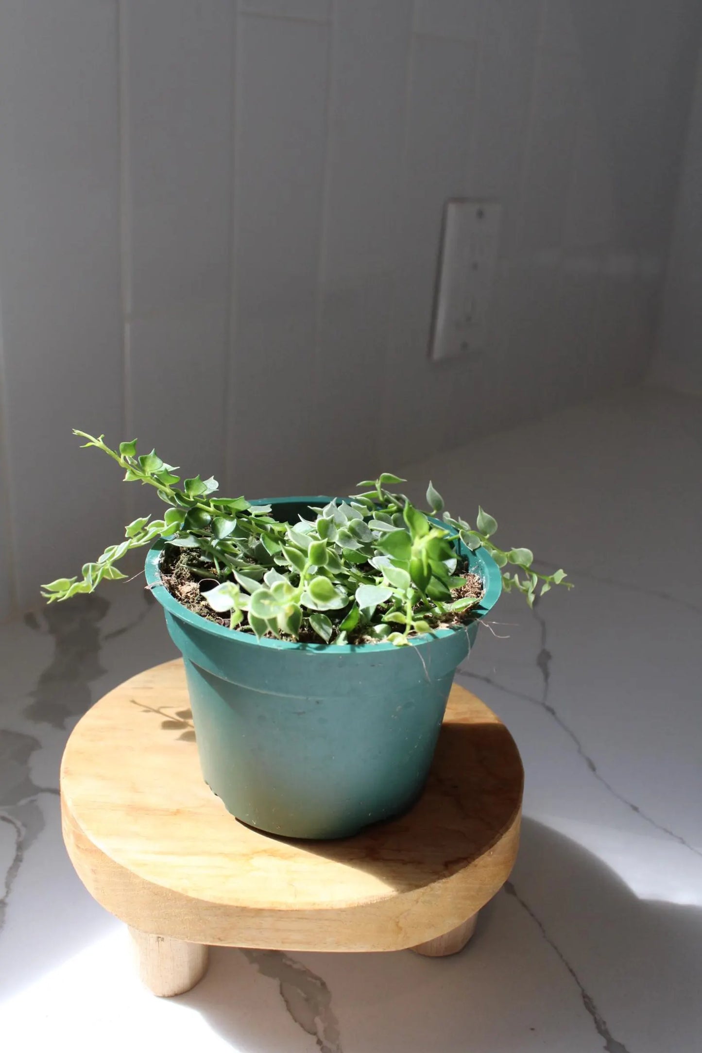 Variegated Million Hearts – Trailing Indoor Succulent Vine