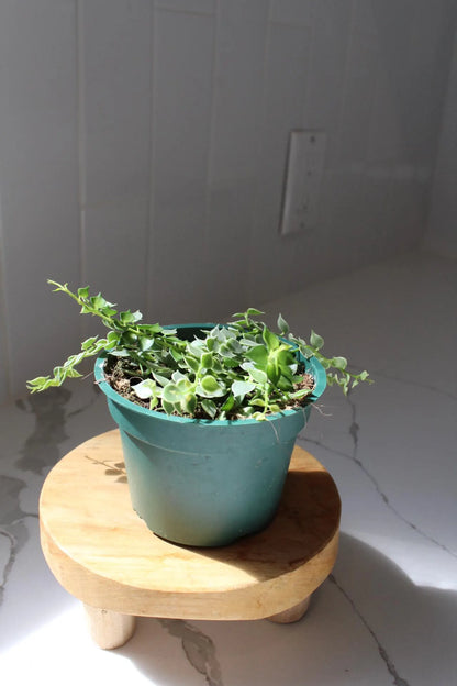 Variegated Million Hearts – Trailing Indoor Succulent Vine