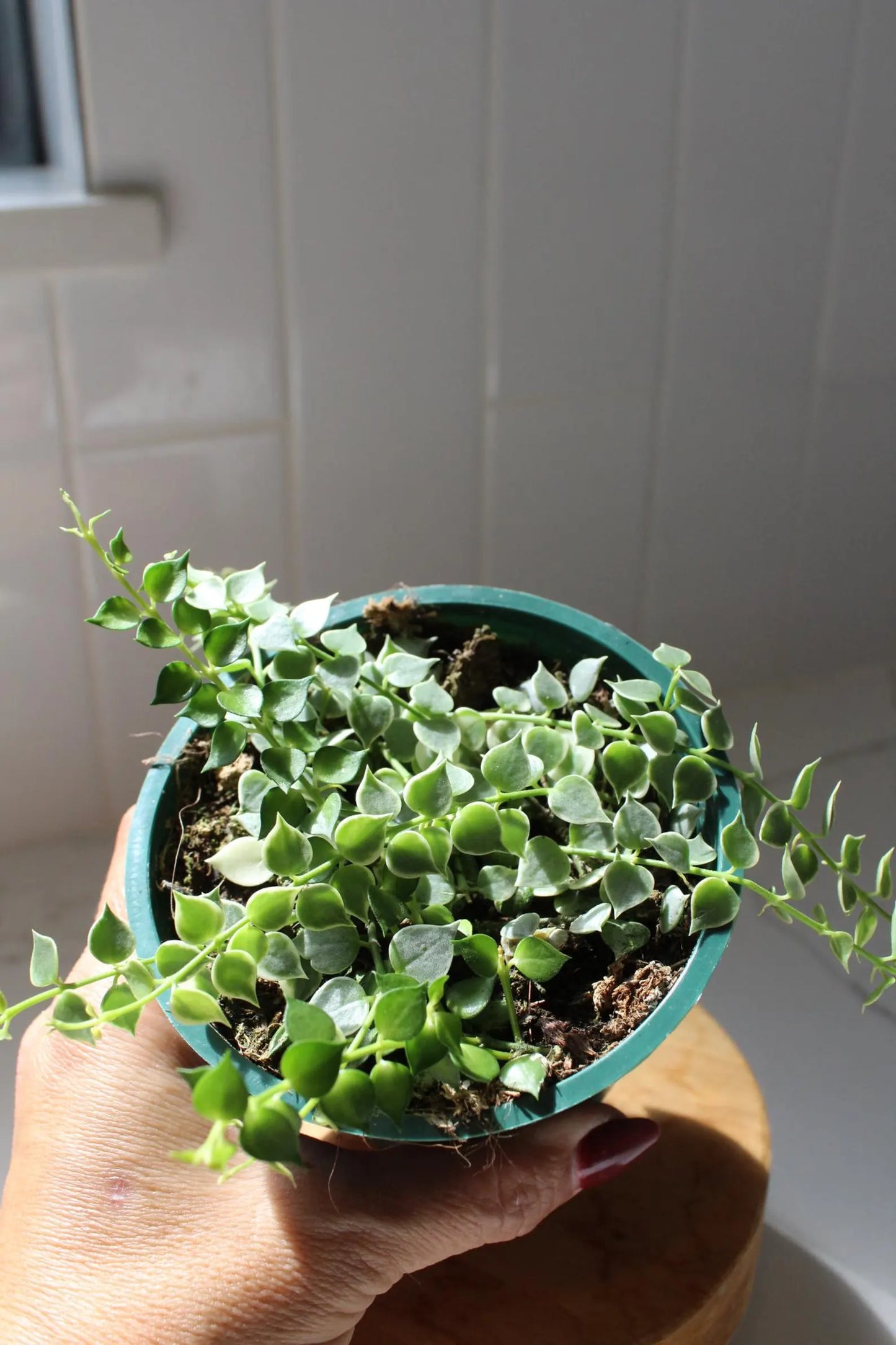 Variegated Million Hearts – Trailing Indoor Succulent Vine