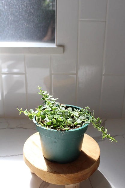 Variegated Million Hearts – Trailing Indoor Succulent Vine