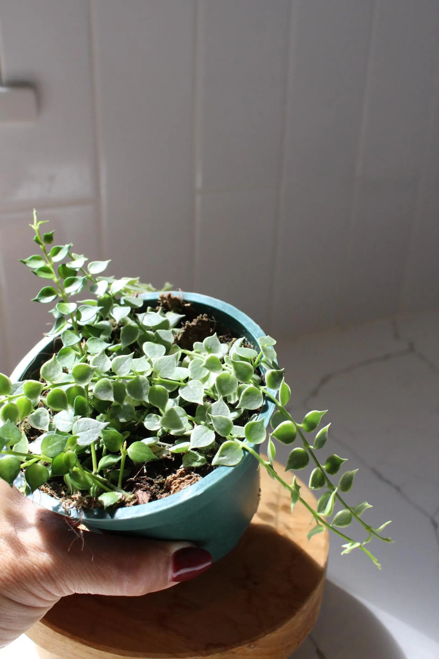 Variegated Million Hearts – Trailing Indoor Succulent Vine