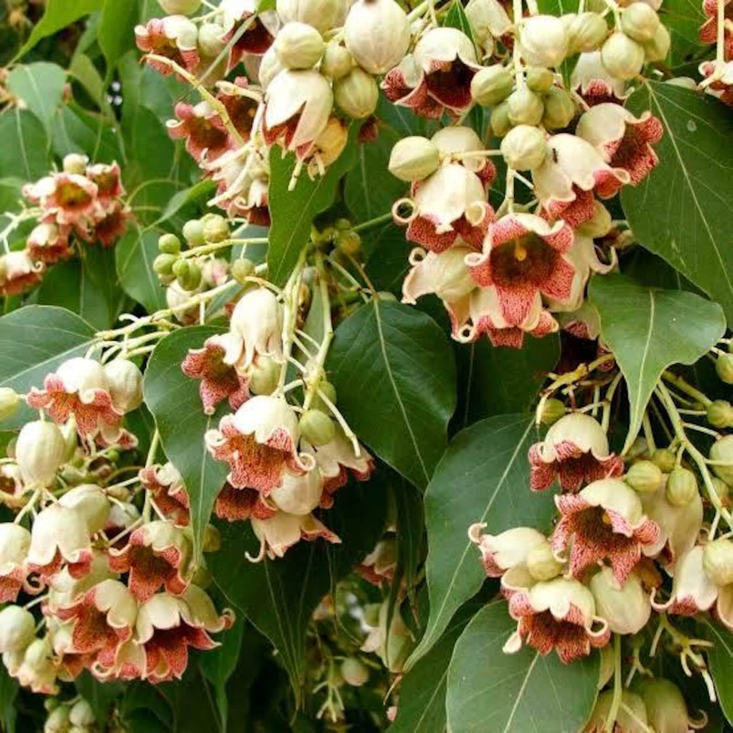 Kurrajong Bonsai Starter Tree - Beginner Gift for Bonsai Lover