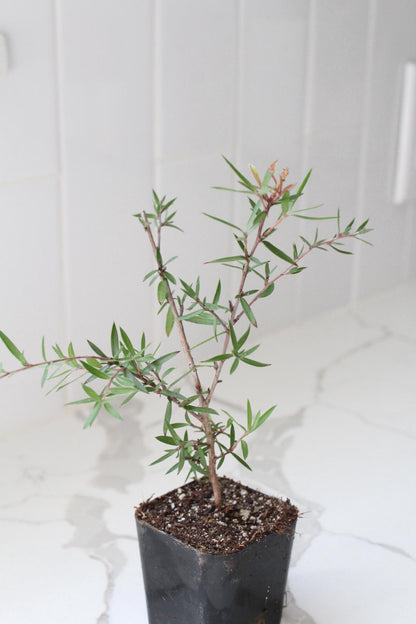 Pink Manuka Tea Tree – Drought Tolerant Starter Plant