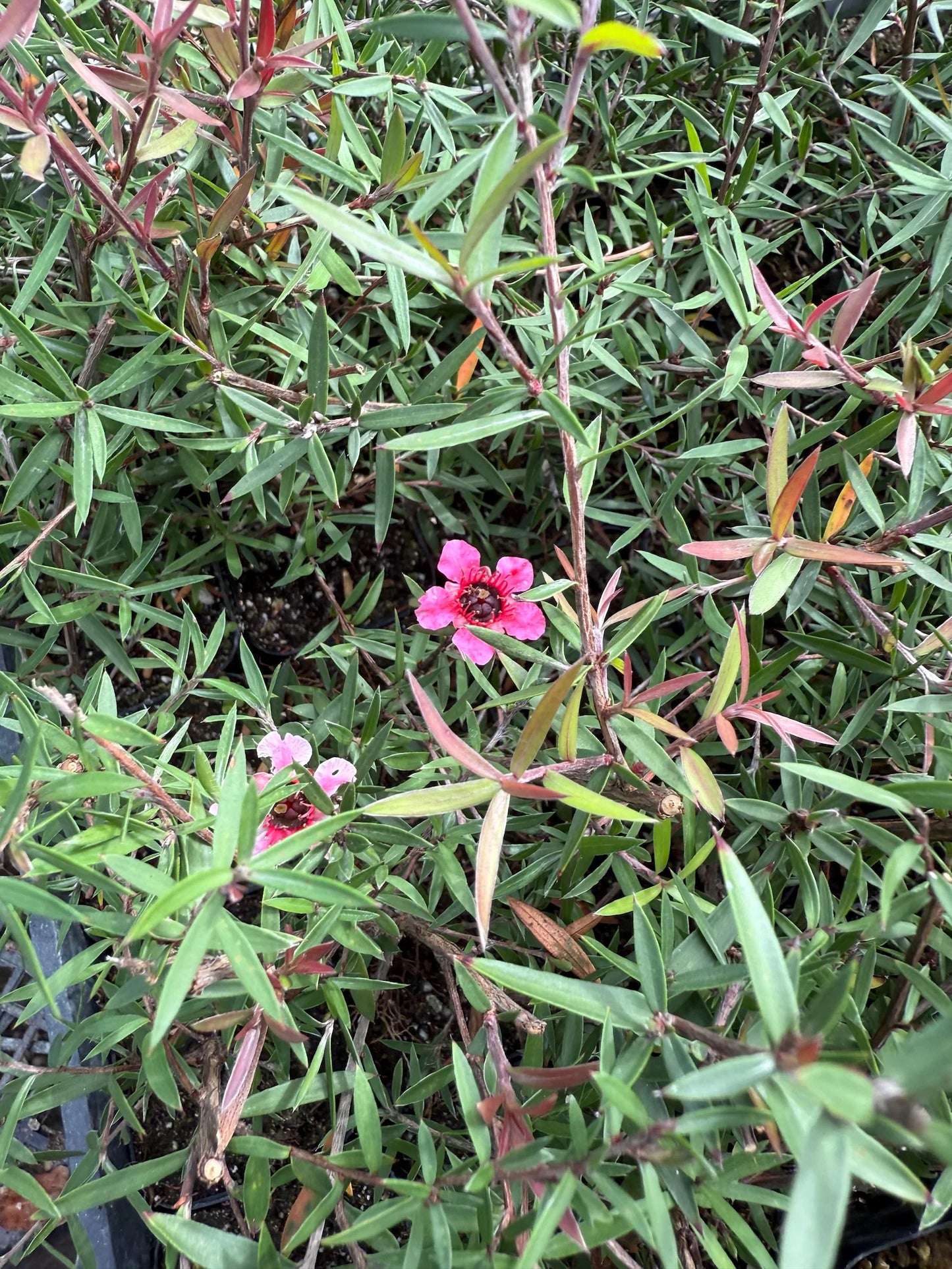Pink Manuka Tea Tree – Drought Tolerant Starter Plant
