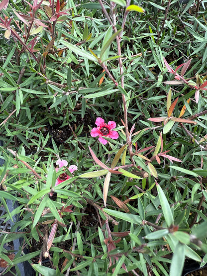 Pink Manuka Tea Tree – Drought Tolerant Starter Plant