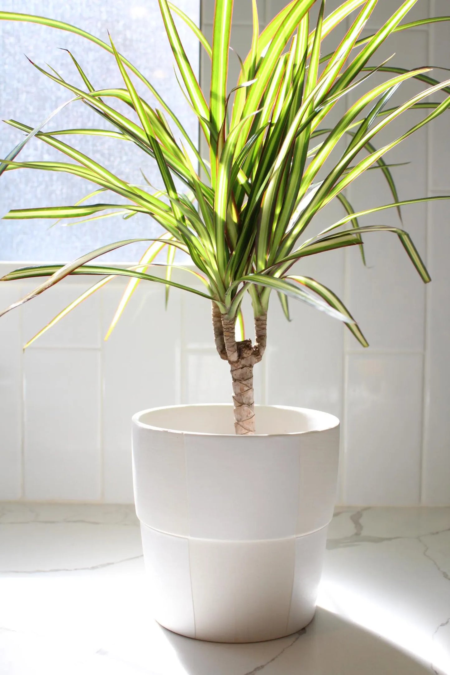 Dracaena Lemon Lime Dragon Tree – Easy Care Indoor Plant