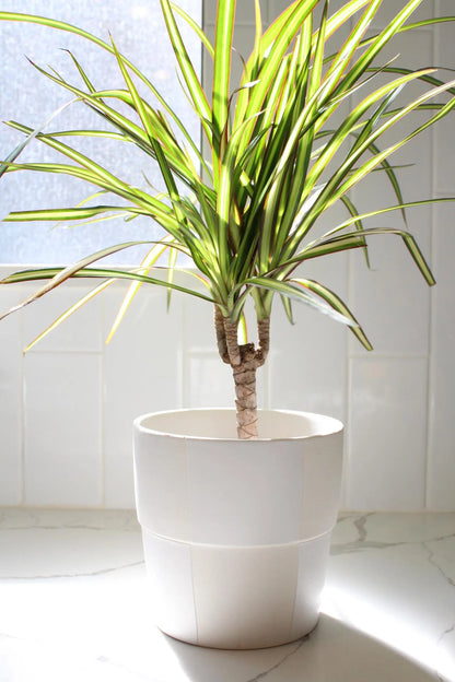 Dracaena Lemon Lime Dragon Tree – Easy Care Indoor Plant