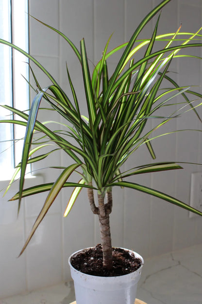 Dracaena Lemon Lime Dragon Tree – Easy Care Indoor Plant