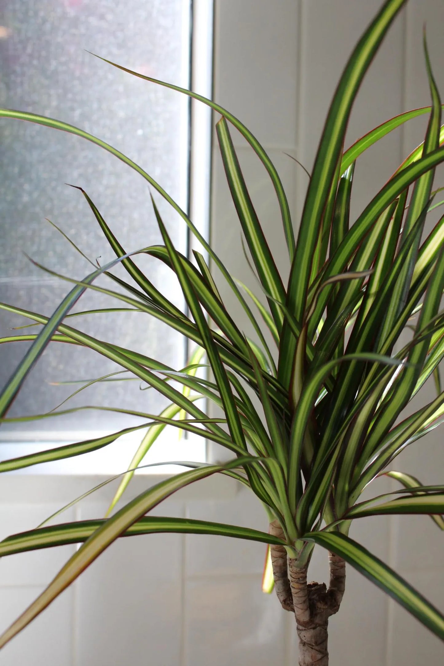 Dracaena Lemon Lime Dragon Tree – Easy Care Indoor Plant