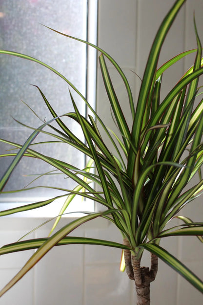 Dracaena Lemon Lime Dragon Tree – Easy Care Indoor Plant