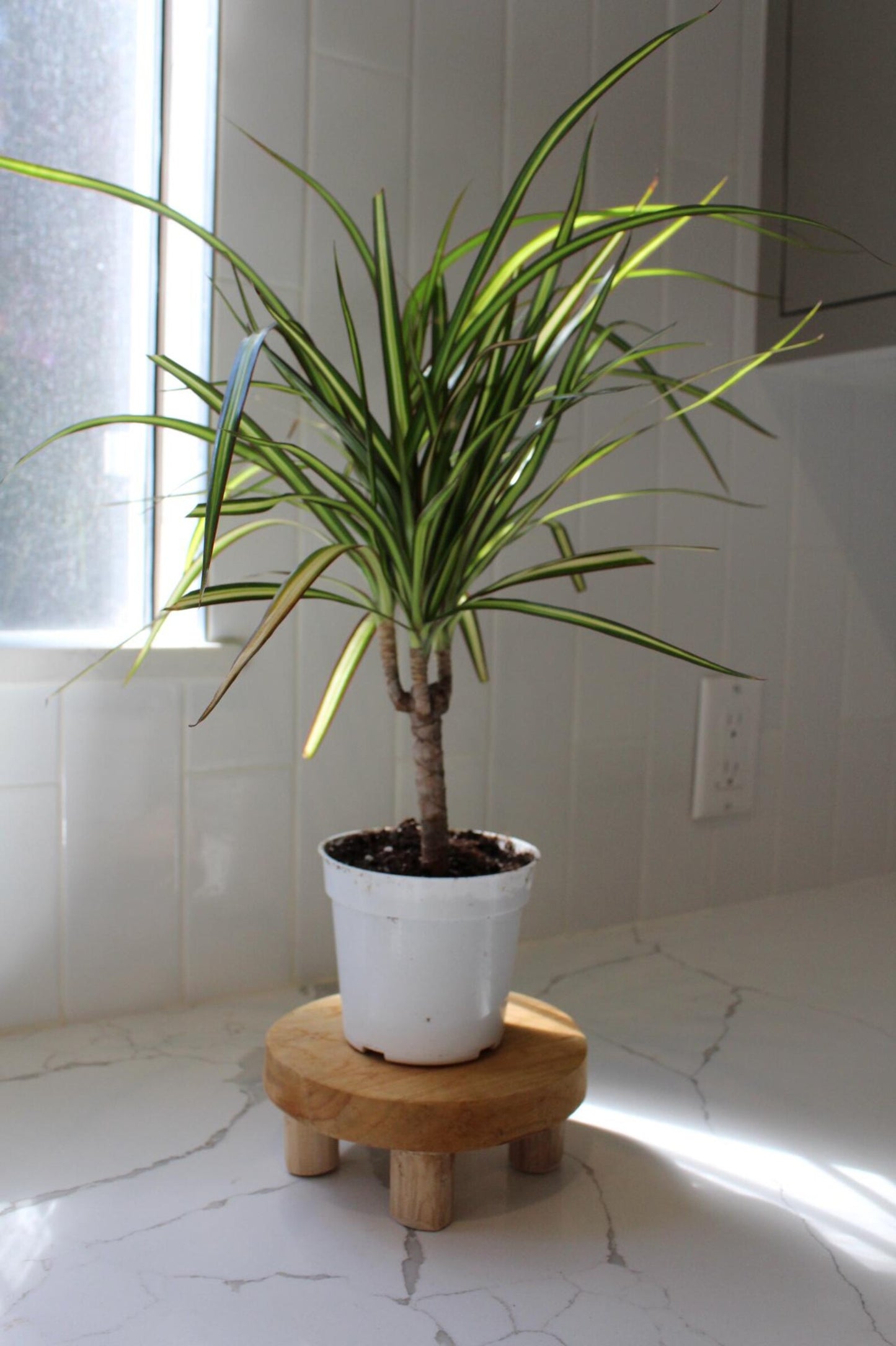 Dracaena Lemon Lime Dragon Tree – Easy Care Indoor Plant