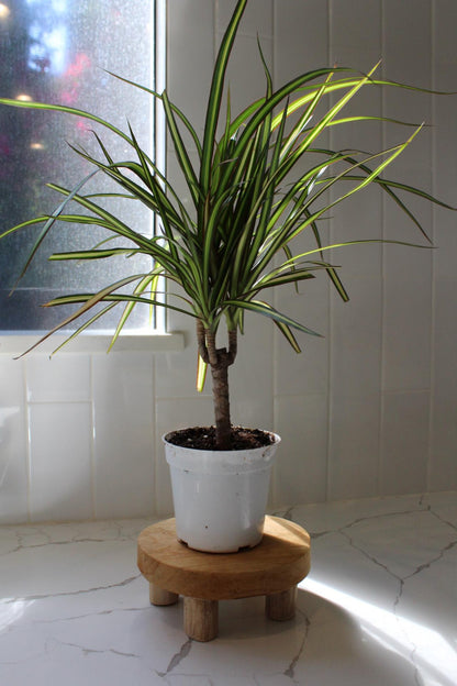 Dracaena Lemon Lime Dragon Tree – Easy Care Indoor Plant