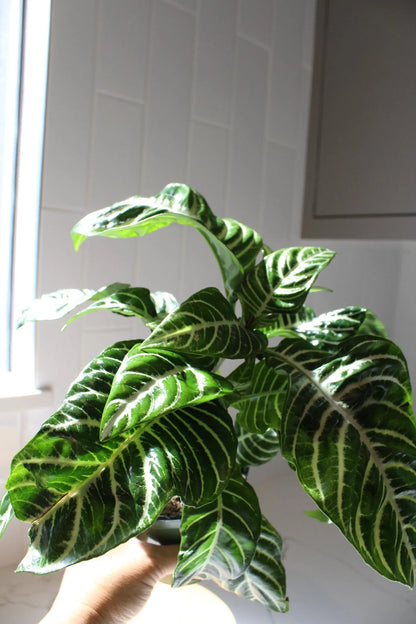 Zebra Plant – Tropical Indoor Air-Purifying Houseplant
