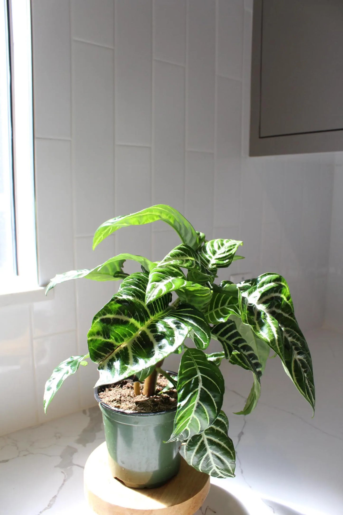 Zebra Plant – Tropical Indoor Air-Purifying Houseplant
