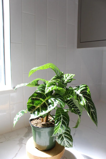 Zebra Plant – Tropical Indoor Air-Purifying Houseplant