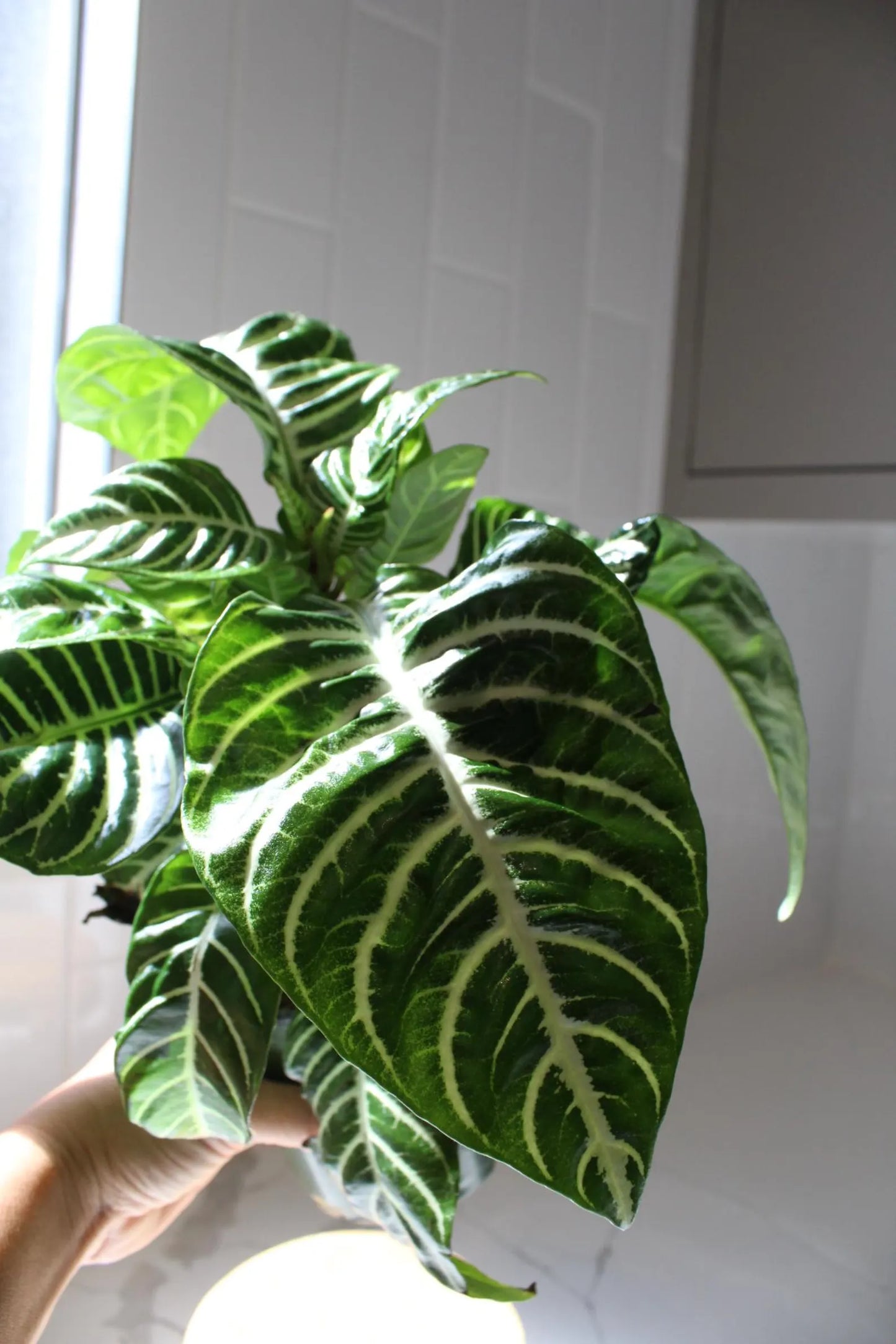 Zebra Plant – Tropical Indoor Air-Purifying Houseplant