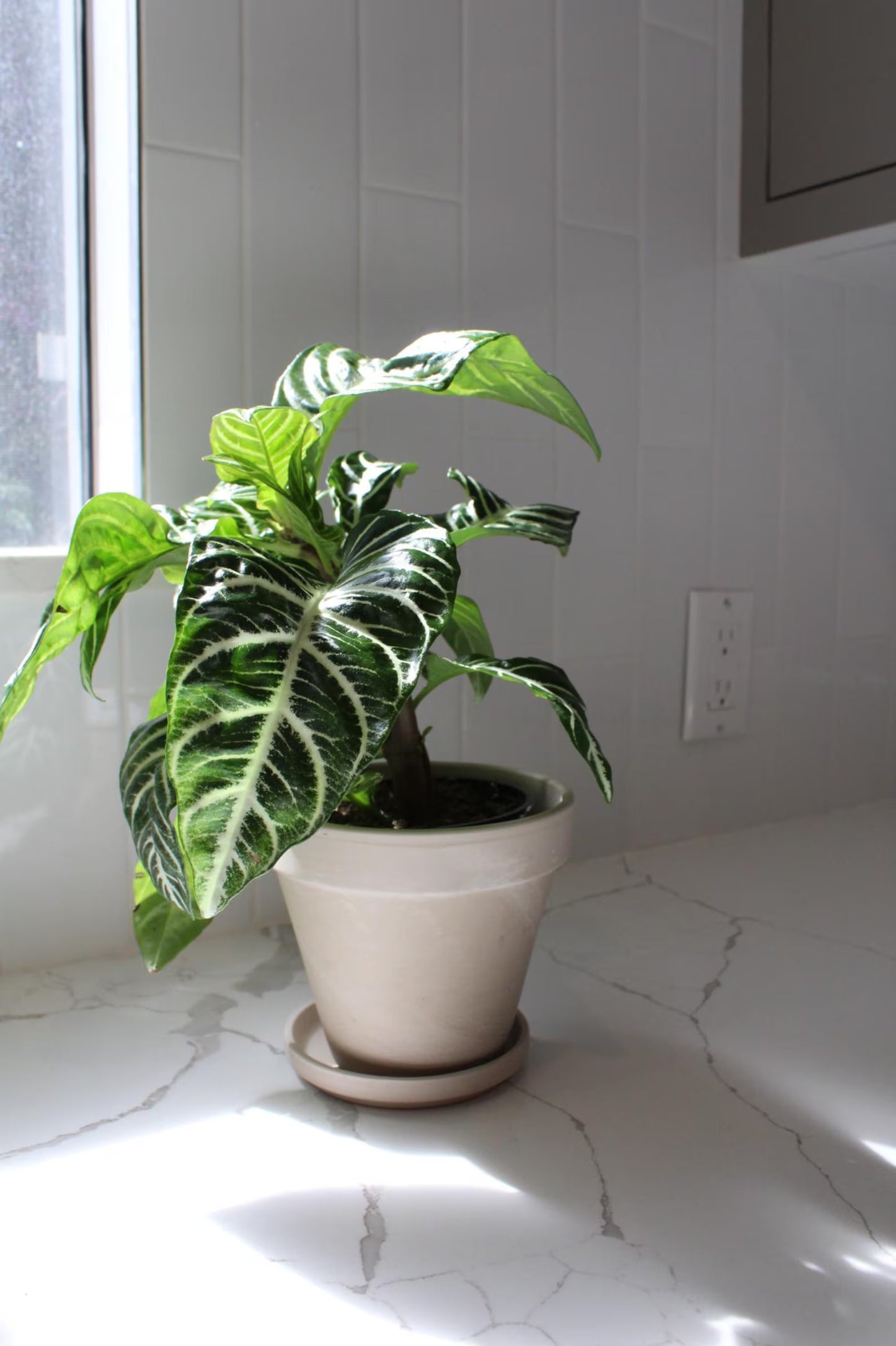 Zebra Plant – Tropical Indoor Air-Purifying Houseplant