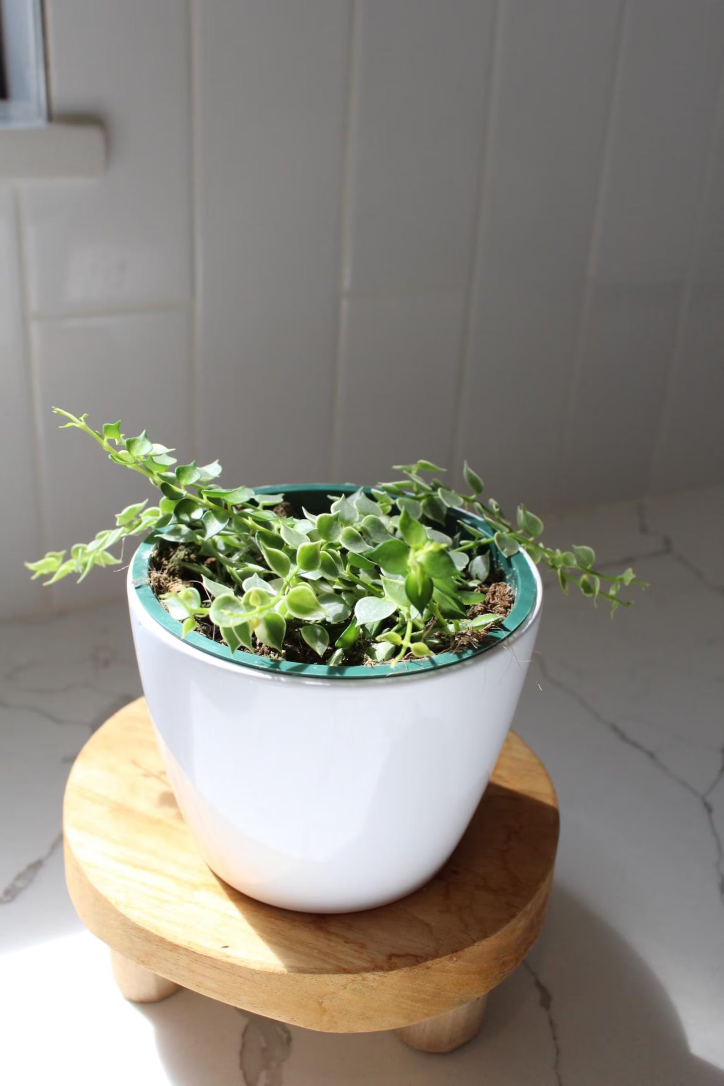 Variegated Million Hearts – Trailing Indoor Succulent Vine