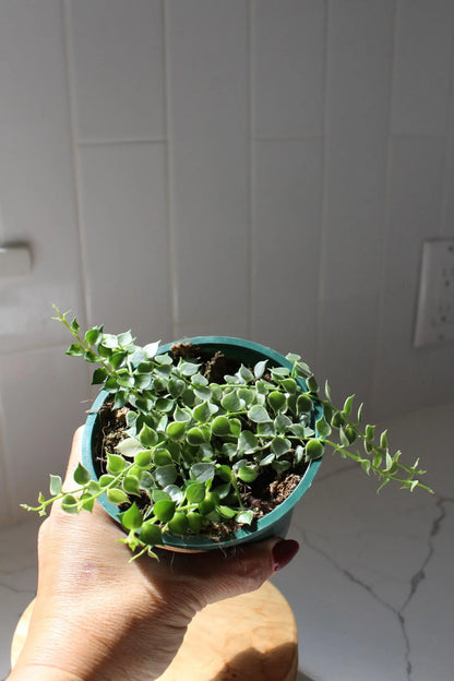 Variegated Million Hearts – Trailing Indoor Succulent Vine