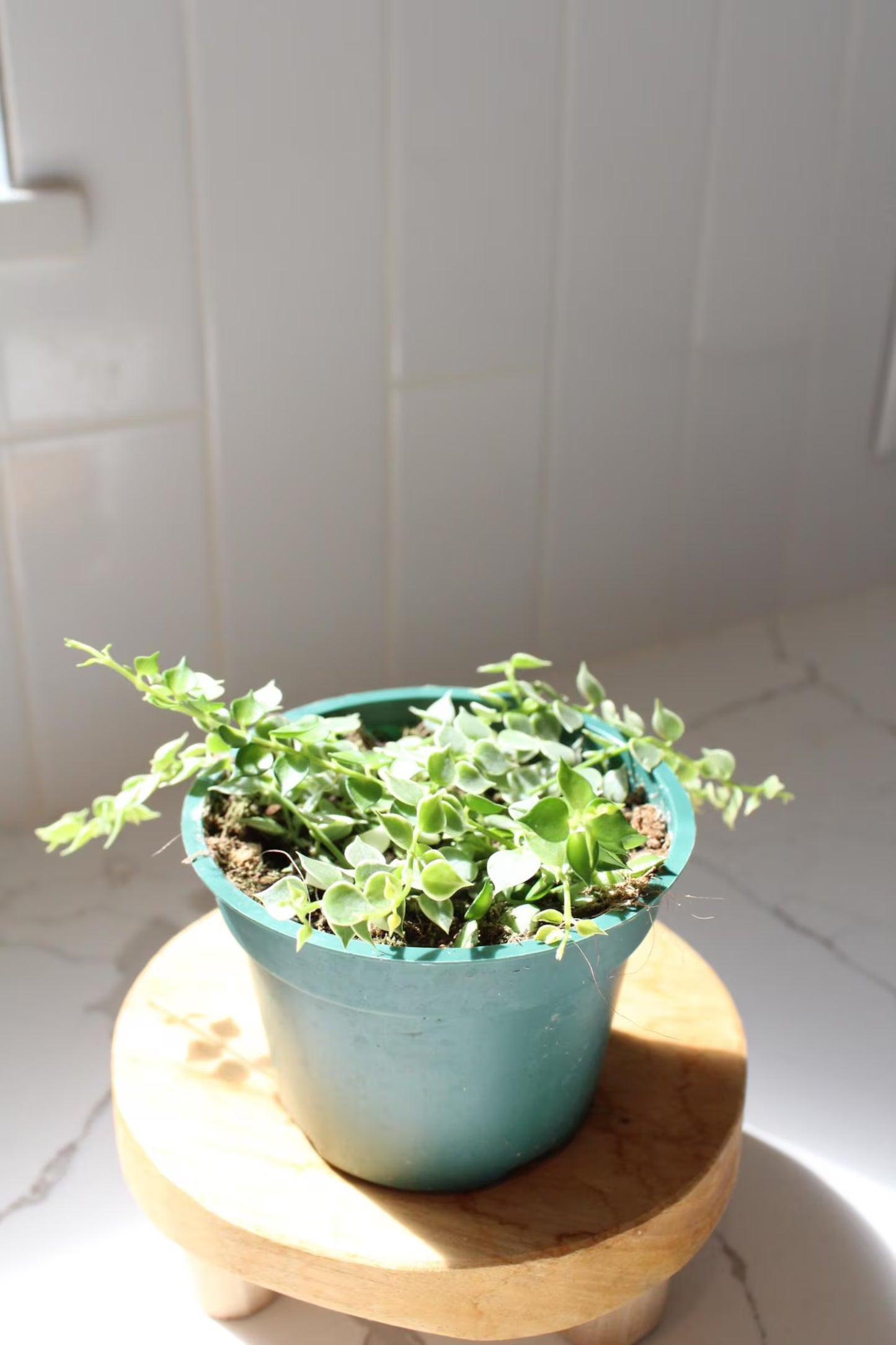 Variegated Million Hearts – Trailing Indoor Succulent Vine